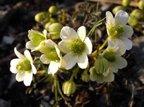 Clematis 'Hythe Egret'
